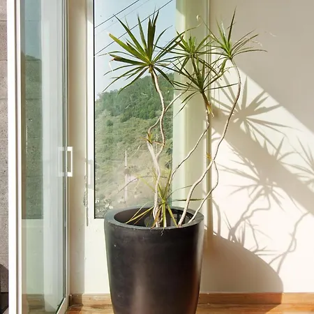 Madeira Liliana Campanário