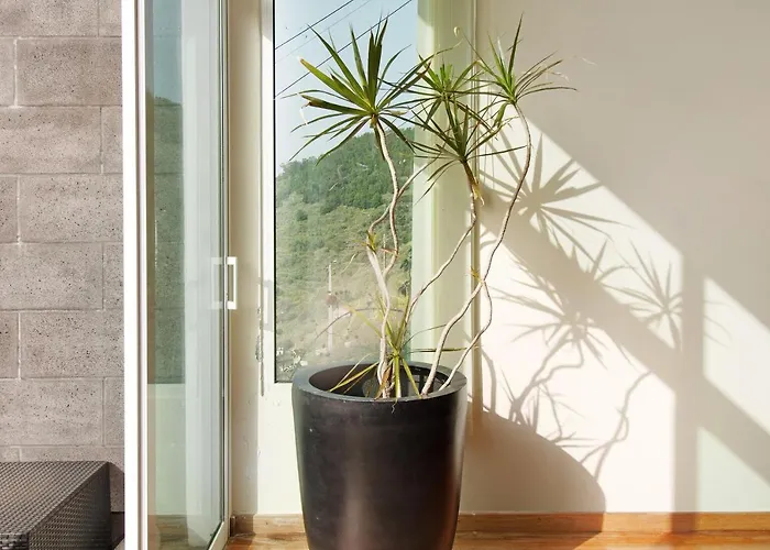 Madeira Liliana Campanário